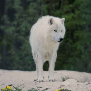 دانلود اهنگ عکس گرگ چسبوندم به دیوار اتاقم